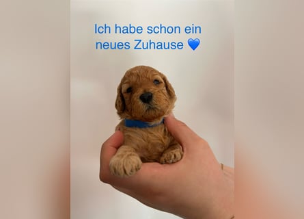 Wunderschöne reinrassige Toy- und Zwergpudelwelpen suchen ein liebevolles Zuhause