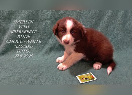 Border Collie-Welpen , black-,choco-,red-white und red-,black-merle
