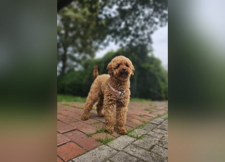 2 Zauberhafte Cockapoo Welpen Rüden  mit Ahnentafel
