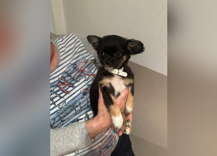 Chihuahua Welpen