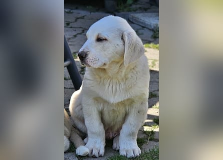 Mittelasiatischer Schäferhund mit stammbaum