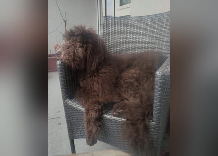 Großpudel 2,5 Jahre Rüde