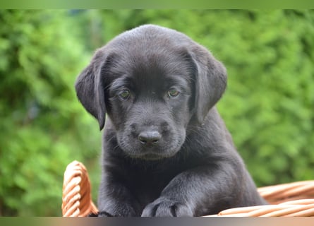 Reinrassige Labradorwelpen (Arbeitslinie)drei schwarze Mädels suchen ein schöne Zuhause