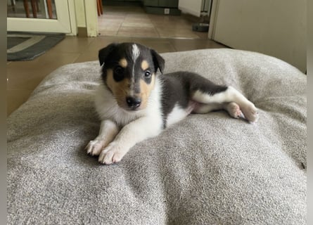 Lang- und Kurzhaar- Collie- Welpen