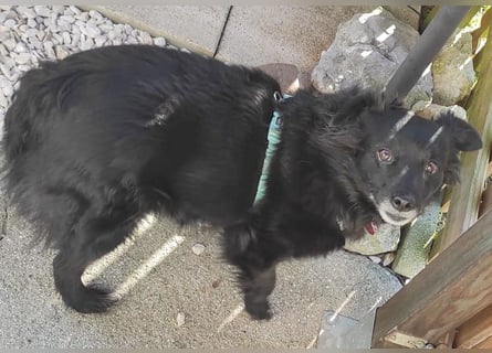 ungar. Zamperl MOLLY - 8 Jahre, 35cm/9,8kg - kleiner Mischling