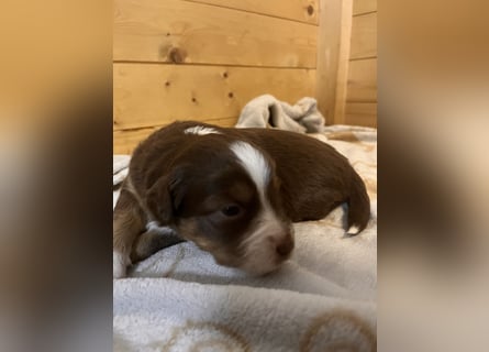 Mini Australien Shepherd Welpen suchen Traumzuhause