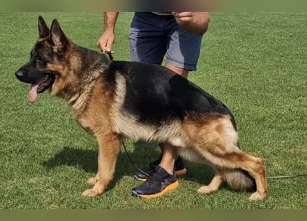 Deckrüde Reinrassiger Deutscher Schäferhund mit Papiere