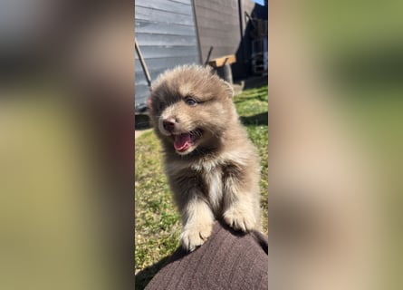 Zauberhafte Pomsky Welpen suchen ihr neues Zuhause! (ab 22.05.2025)