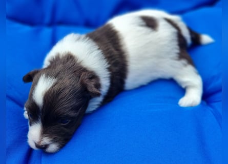 Bezaubernde Welpen aus Bolonka Zwetna und Pomeranian (Zwergspitz)