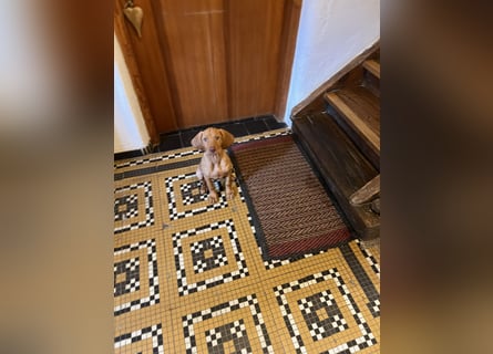 Magyar Vizsla Welpen in Erwartung