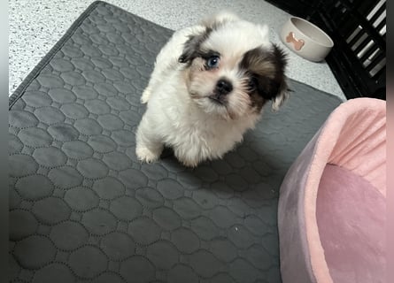 Maltipoo - Welpen - Rüden und Hündin