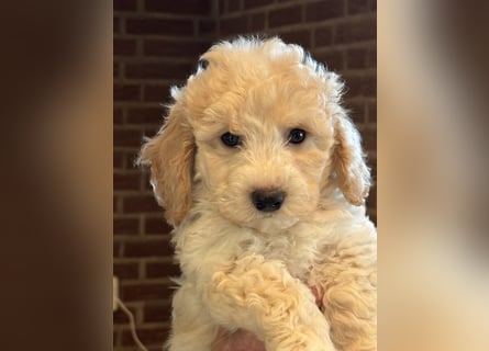 Schocolade farbige sehr schöne Welpen Maltipoo/mini Doodle