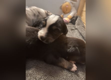 Mini Australien Shepherd Welpen suchen Traumzuhause