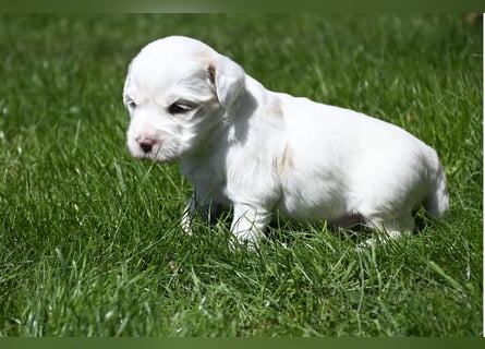 traumhaft hübscher Tibet Terrier Welpen aus erfahrender Zucht  sind geboren dürfen im Juni ausziehen