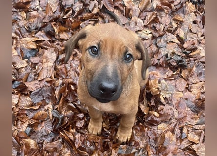 Rhodesian Ridgeback Malinois Welpe sucht seine Familie