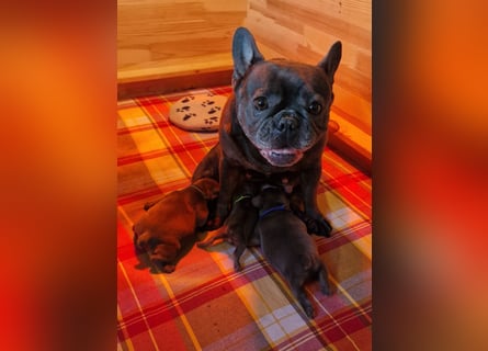 Französische Bulldogge Welpen in Leuna