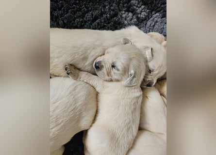 Golden Retriever Welpen aus verantwortungsvoller Zucht