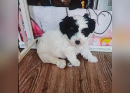 Welpen Malteser Rasse mit Foxterrier Rasse