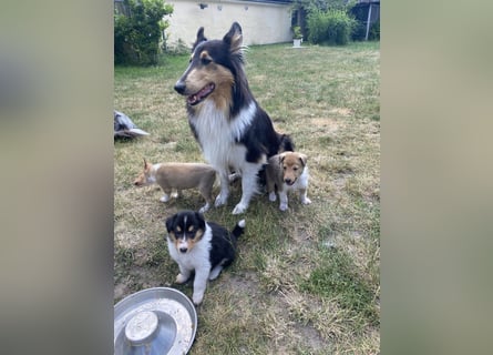 Lang- und Kurzhaar- Collie- Welpen