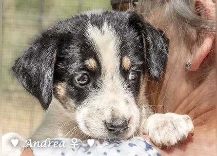 Ada, Andrea, Annie, Anton, Albert und Argos  suchen ab Mitte November ein Zuhause
