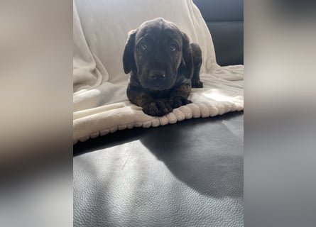 Wunderschöne Cane Corso Mix Welpen zu verkaufen in Formentino und gestromt