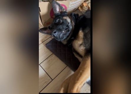 Lieber Schäferhund Rüde