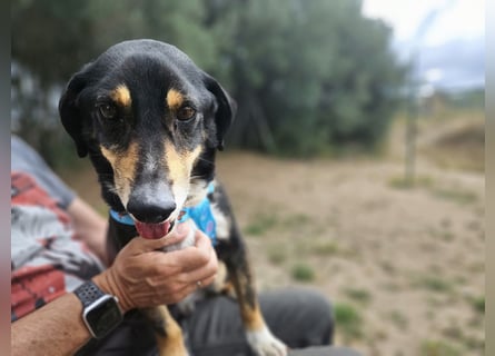 Nando: kleiner Anfängerhund
