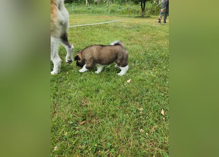 Amerikanische Akita