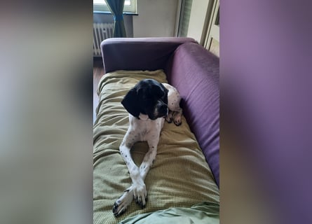 Sangria  - Pointer, lieb und verträglich, auch mit Katzen