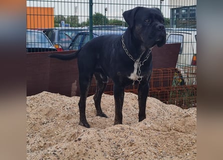 Cane Corso Boerboel