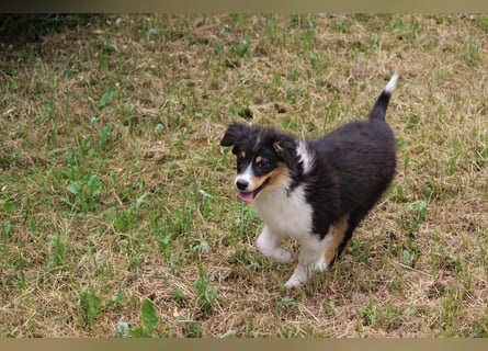 Australian Shepherd ASCA Welpen