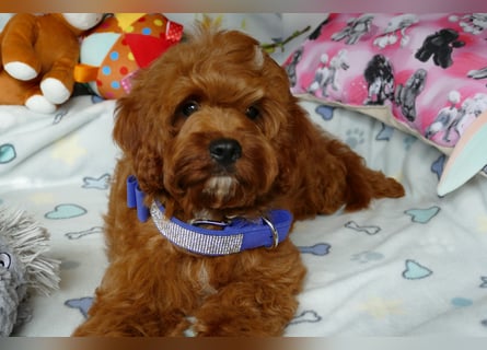 Wunderschöne Cavapoo Welpen F1 (Toypudel/Zwergpudel + Cavalier King Charles Spaniel) mit Ahnentafel