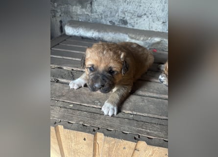 Labrador x Rhodesien Ridgeback Mix