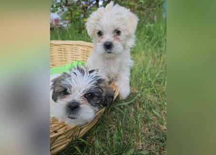 Shih Tzu Mix Welpen vom 18.03.25