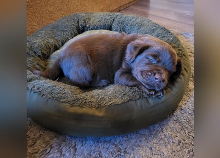Reinrassige Labrador Welpen in creme,  blond,  schokobraun