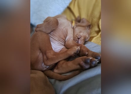 Magyar Vizsla Welpen suchen ab Mitte März ein neues liebevolles Zuhause