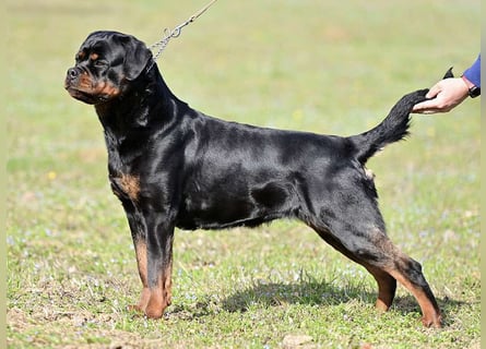 Rottweiler welpen