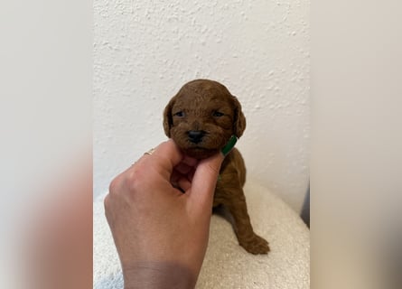Kleine Toy Pudel rot braun (asiatische Linie)