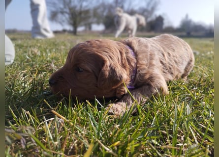 Wunderschöne Labradoodle Welpen