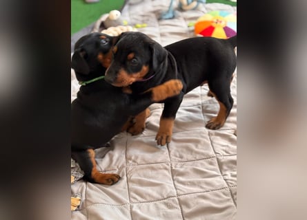 Deutsche Pinscher Welpen