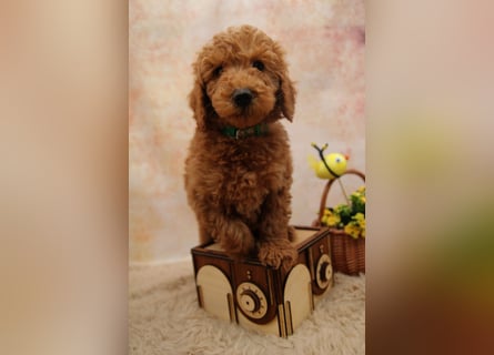Pudel-Welpen aus familiärer Vereinszucht 38-46 cm, in red-fawn (mit Papiere), sind auszugsbereit!