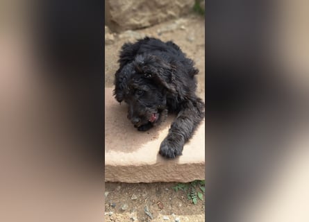 2 putzmuntere Aussiedoodles