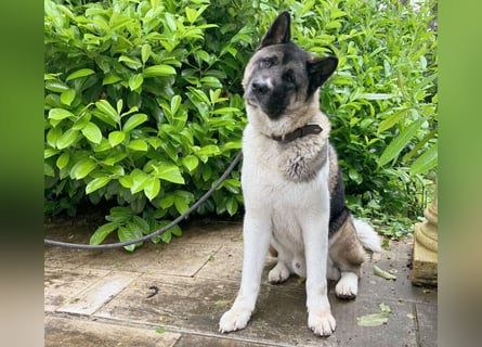 Kendo - ruhiger, ausgeglichener Familienhund - Tierhilfe Franken e.V.