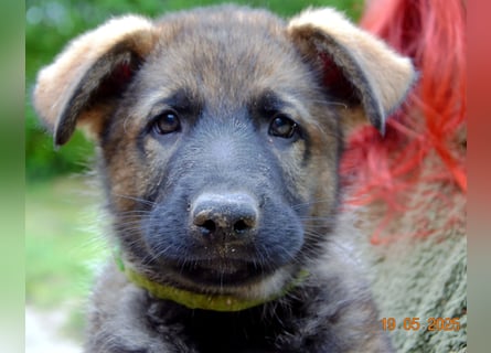 Dunkelgraue Schäferhunde aus Kör-u.Leistungzucht