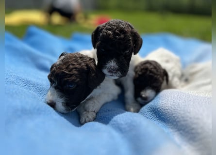 Lagotto Romagnolo, Welpen von ausgezeichneter Qualität
