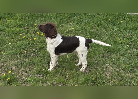 Kleine Münsterlander Welpen