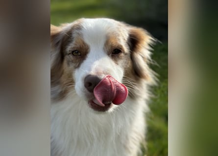 Liebenswerter Familienhund Maex sucht neues Zuhause