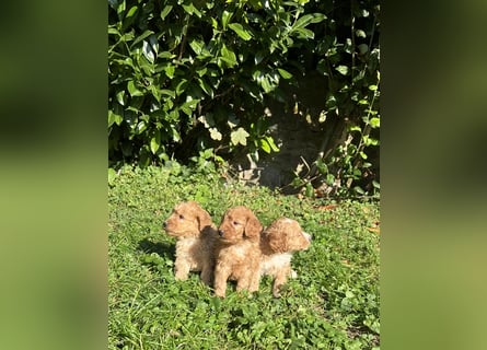 Mini Goldendoodel Welpen F3 - abzugeben ab Ende Oktober