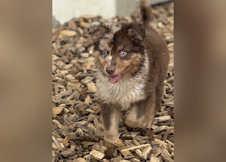 Tolle kleine Mini Australian Shepherd Welpen suchen Ihre Herzenfank