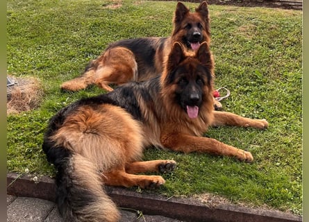 Deutsche Schäferhunde Langstockhaar
